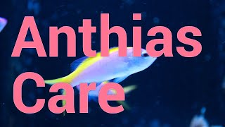 All About Anthias  Care amp Feeding in Reef Tanks [upl. by Seale]