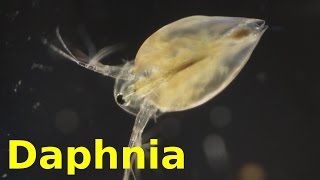 Daphnia [upl. by Hteik]