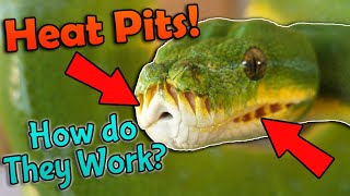 Fun Snake Facts How Heat Pits Work [upl. by Tiffie845]