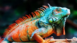 6 Most Beautiful Iguanas In The World [upl. by Anasor]