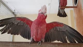 Galah Cockatoo Parrot [upl. by Mohorva]