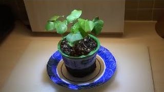 How To Grow Your Own Cotton Plants From Seed To Plant [upl. by Litnahs]