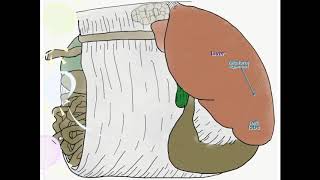 Bovine Omentum [upl. by Solomon]