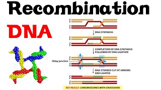 DNA recombination basic [upl. by Dumah47]