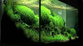 Aquascaping  Aquarium Ideas from The Art of the Planted Aquarium 2011 part 1 [upl. by Inaffets]