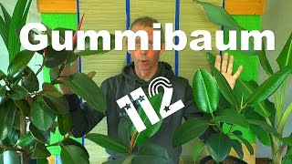 Gummibaum schneiden und vermehren ganz einfach [upl. by Obaza]