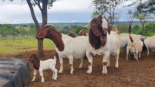 Boer Goats Pieter Smith South África [upl. by Crow248]