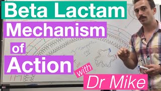 βlactam  Mechanism of Action and Resistance [upl. by Canice]