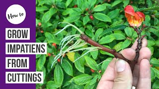 How to propagate amp grow Impatiens from cuttings [upl. by Dranek]