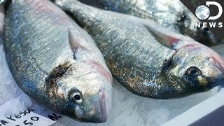 How Does Mercury Get Into Fish [upl. by Lisle993]