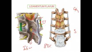 Ligamentum flavum VERTEBRAL COLUMN [upl. by Esinet]