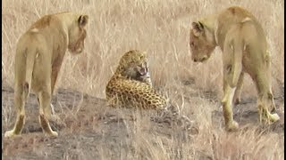 Leopard Tries to Escape Pride of Lions [upl. by Siul]