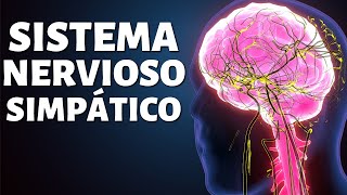 El SISTEMA NERVIOSO SIMPÁTICO explicado partes funciones y conexiones🧠 [upl. by Lleynod433]