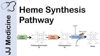 Heme Synthesis Pathway [upl. by Carbrey]