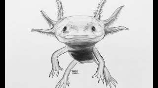 DRAWING the Axolotl [upl. by Auehsoj]