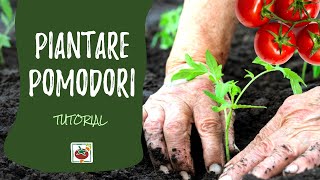 Come piantare i pomodori nellorto [upl. by Margarita]