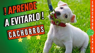 Aprende a PASEAR a tu PERRO o CACHORRO para que CAMINE con Correa SIN TIRAR Paseo Perfecto [upl. by Derr871]