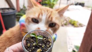 Grow a MANDARIN tree from SEED in a SHOTGLASS plus germination planting and advice [upl. by Airetak980]