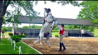 Tempel Lipizzan [upl. by Eemia]