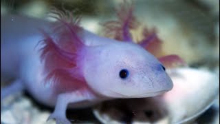 Facts The Axolotl [upl. by Ardnekat]