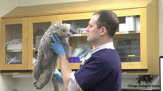 Dr Mikes Video Blog Porcupines [upl. by Emmerie633]