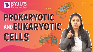 Prokaryotic and Eukaryotic Cells [upl. by Courcy]