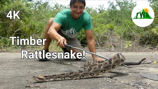 The Timber Rattlesnake Everything You Need To Know 4K [upl. by Nosittam]