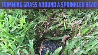 How to trim Grass around a Lawn Sprinkler Head [upl. by Rocker]