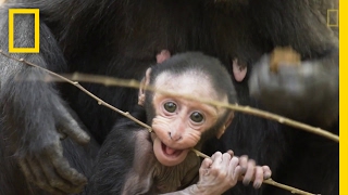 Get to Know These Cute Baby Monkeys  National Geographic [upl. by Oicinoid884]