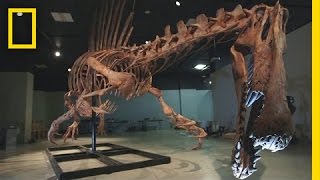 Bigger Than T rex Spinosaurus  National Geographic [upl. by Whitebook146]