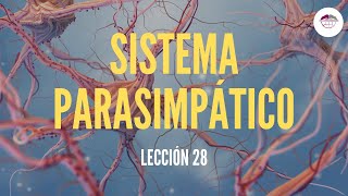 28 SISTEMA PARASIMPÁTICO FISIOLOGÍA DEL SISTEMA NERVIOSO [upl. by Yllod]