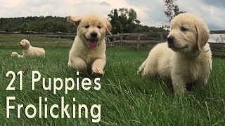 21 Adorable Golden Retrievers Puppies Play in a Field [upl. by Nikal36]