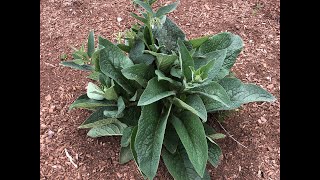 Propagating and Using Comfrey in the Garden [upl. by Ekihc494]