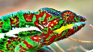 How Do Chameleons Change Color [upl. by Yuzik]