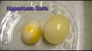 Egg Osmosis Hypertonic vs Hypotonic Solution [upl. by Jayne]