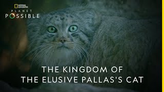 The Kingdom of the Elusive Pallass Cat  Planet Possible  22nd April  Earth Day [upl. by Nylirahs]