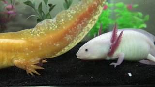 Axolotls breeding [upl. by Ahsikad294]