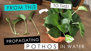 PROPAGATING A POTHOS IN WATER  detailed root growth amp progress [upl. by Flory10]