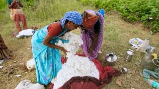 India Farmers Increase Cotton Fields [upl. by Ssor480]