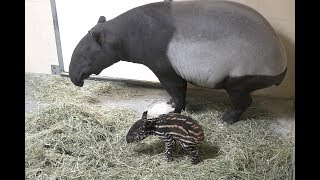 Baby Tapir Calf Born at Point Defiance Zoo [upl. by Yelsek]