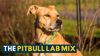 Pitbull Lab Mix Everything About the Loyal amp Loving Bullador [upl. by Llennod]