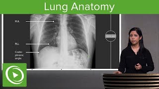 Lung Anatomy – Radiology  Lecturio [upl. by Anoy356]