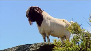 Boer Goat Farming [upl. by Dumm926]