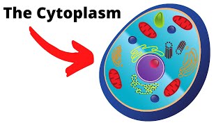 Cytoplasm Detailed Explanation for Students [upl. by Seidnac63]