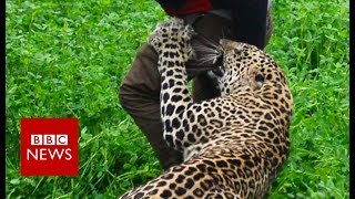 Wild leopard attacks Indian village  BBC News [upl. by Ilyak]