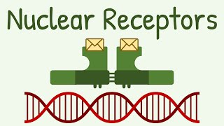 Nuclear Receptors amp Signaling Pathway [upl. by Ahsiat]