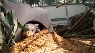 The Bilby at Currumbin Wildlife Sanctuary [upl. by Ahtekal114]