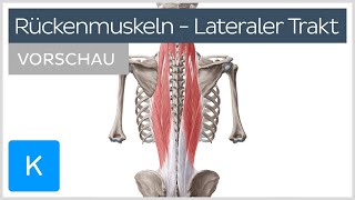 Autochthone Rückenmuskulatur Aufbau und Funktion des lateralen Trakts Vorschau  Kenhub [upl. by Ynohtnaed886]