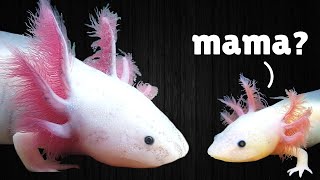 How to Raise Baby Axolotls ft Frankies Aquatics [upl. by Longley]