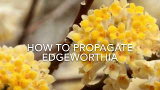 How to Propagate Edgeworthia How to Take Cuttings of Edgeworthia [upl. by Adaurd]